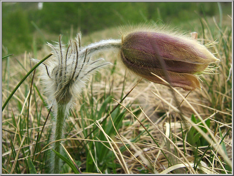 Safari botanico all''Alpe Devero